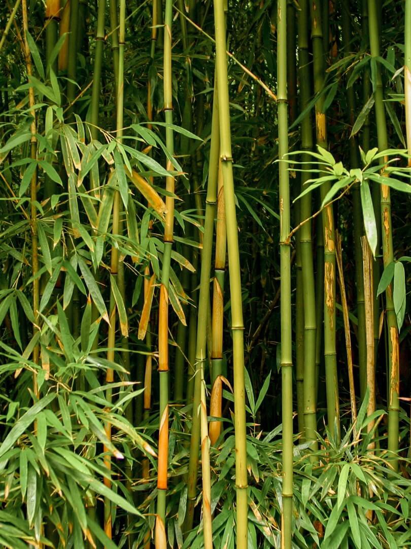 Bambuko akustika